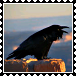 Raven wildlife stamp