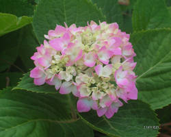 Soft Hydrangea