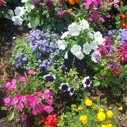 Hot Summer Flowerbed