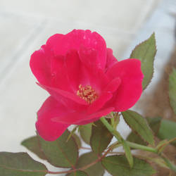 Old Fashioned Rose