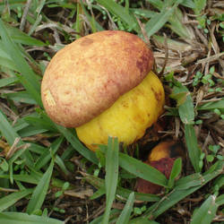 Yellow Mushroom