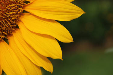 Afternoon Sunflower