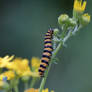 Cinnabar - Tyria jacobaeae