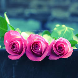 Three Pink Roses