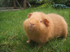 Ginger The Guinea Pig