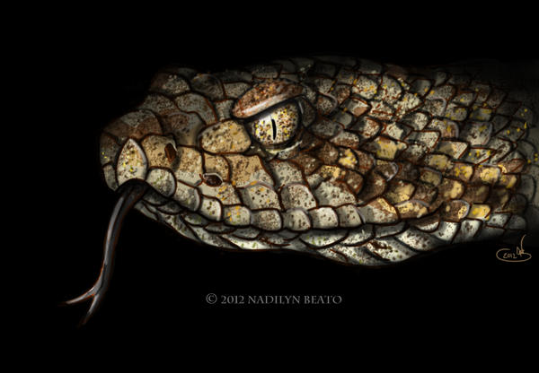 Crotalus horridus