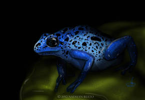 Blue Poison Dart Frog (Dendrobates azureus)