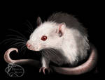 White Rat Portrait Templeton by NadilynBeato