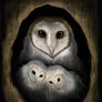 Barn Owls (Tyto alba)