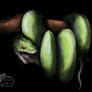 Green Tree Python ( Morelia viridis )