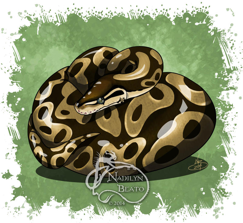 Ball Python Gamer Wallpapers Ball python by NadilynBeato on DeviantArt