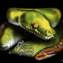 Green Tree Python and Brazilian Rainbow Boa