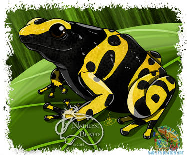 Yellow Banded Dart Frog