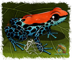 Red-backed Dart Frog