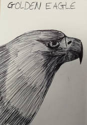 Golden Eagle pen sketch