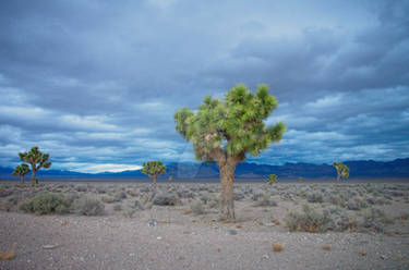 A lot of cool Joshua Trees