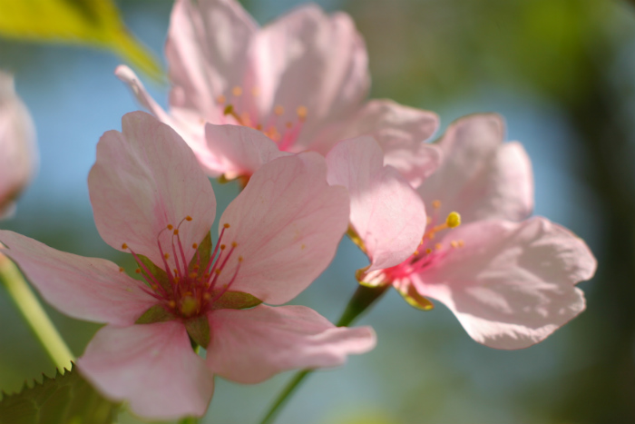 Sakura Pink