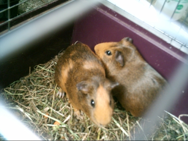 Guinea pigs