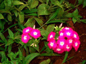 Pink Flowers1