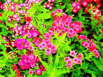 Pink Flowers2