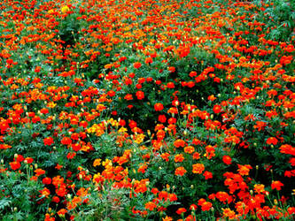 Orange Flower