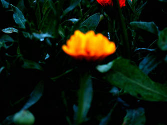 Flaming Flower1