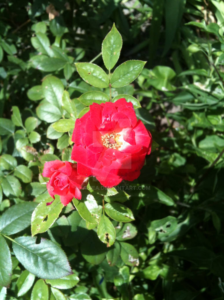 Red Roses by Kajiea on DeviantArt