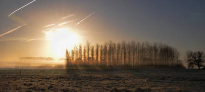 Trees in the morningfog 3