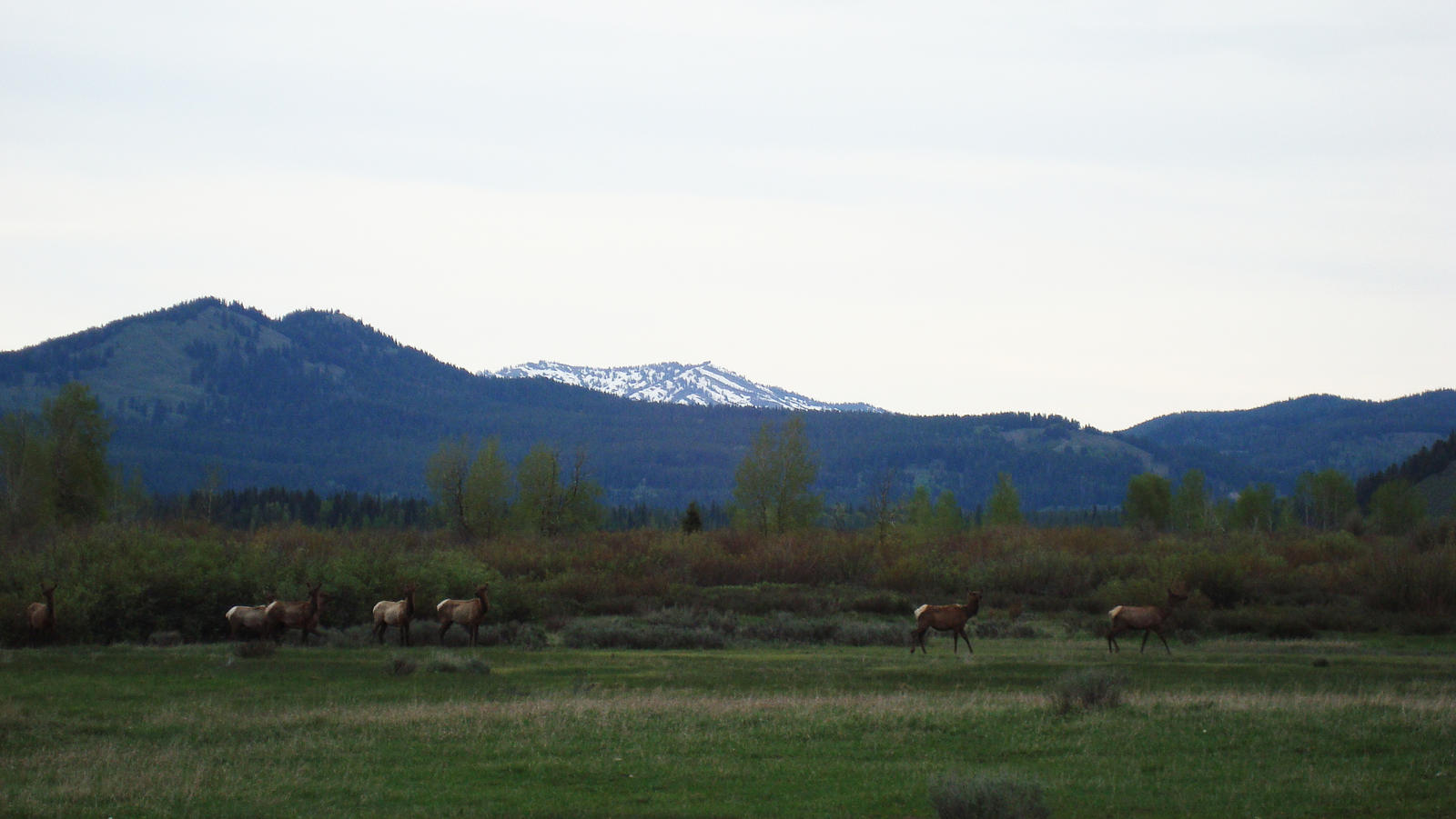 Elk in the Tetons