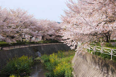 Sakura Along the River