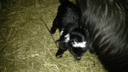 Goat baby pic 2