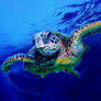 HONU