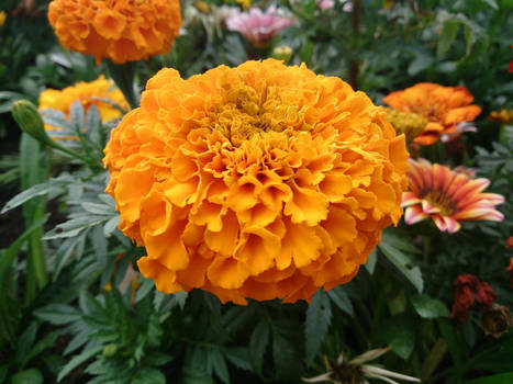 Marigold Flower