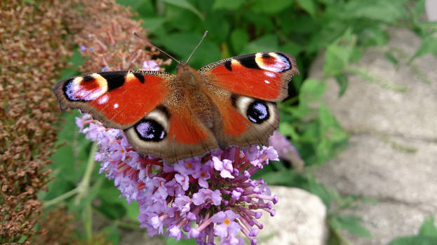 Closeup Peacock Butterfly