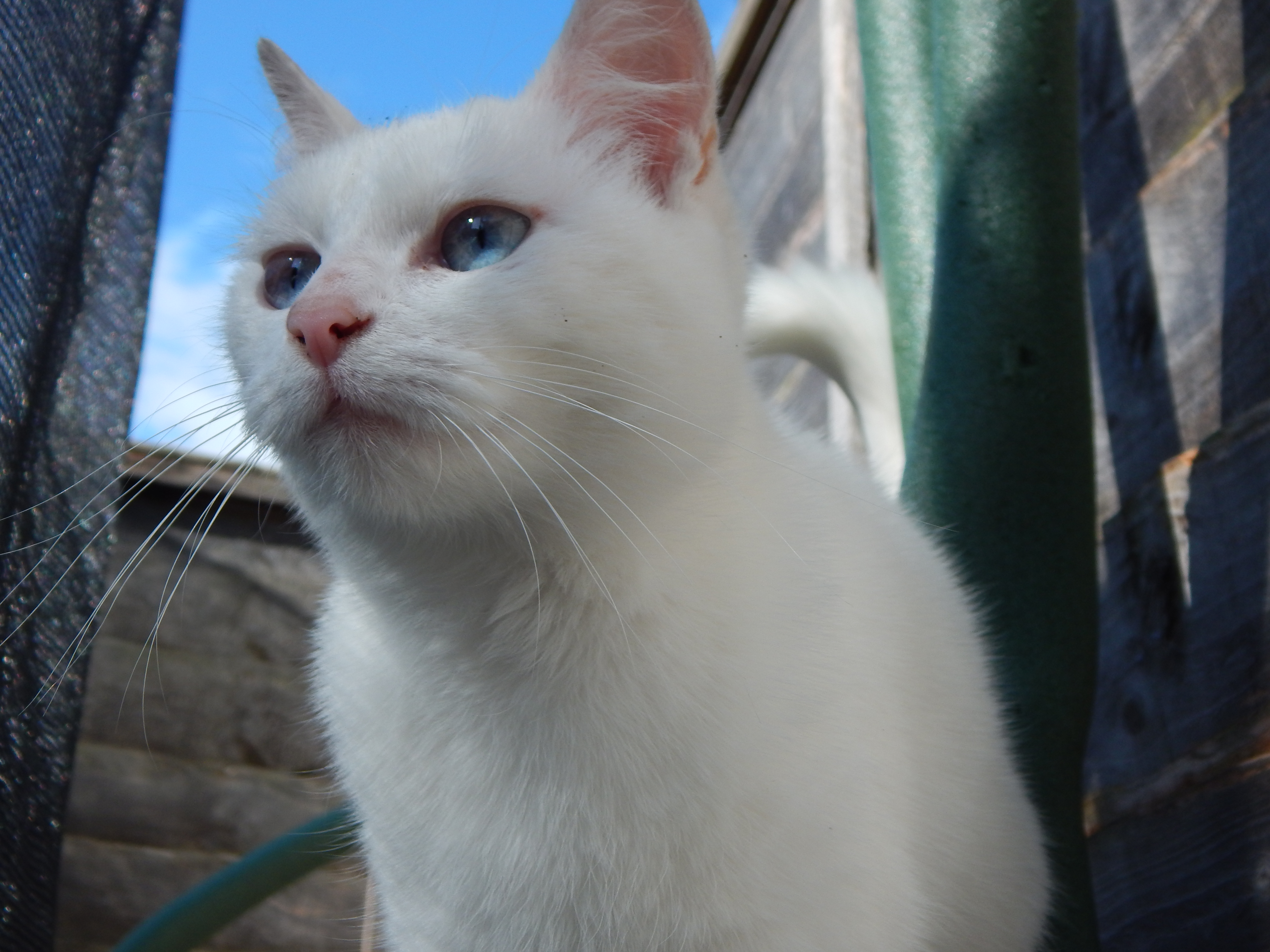 Blue Eyed Kitty