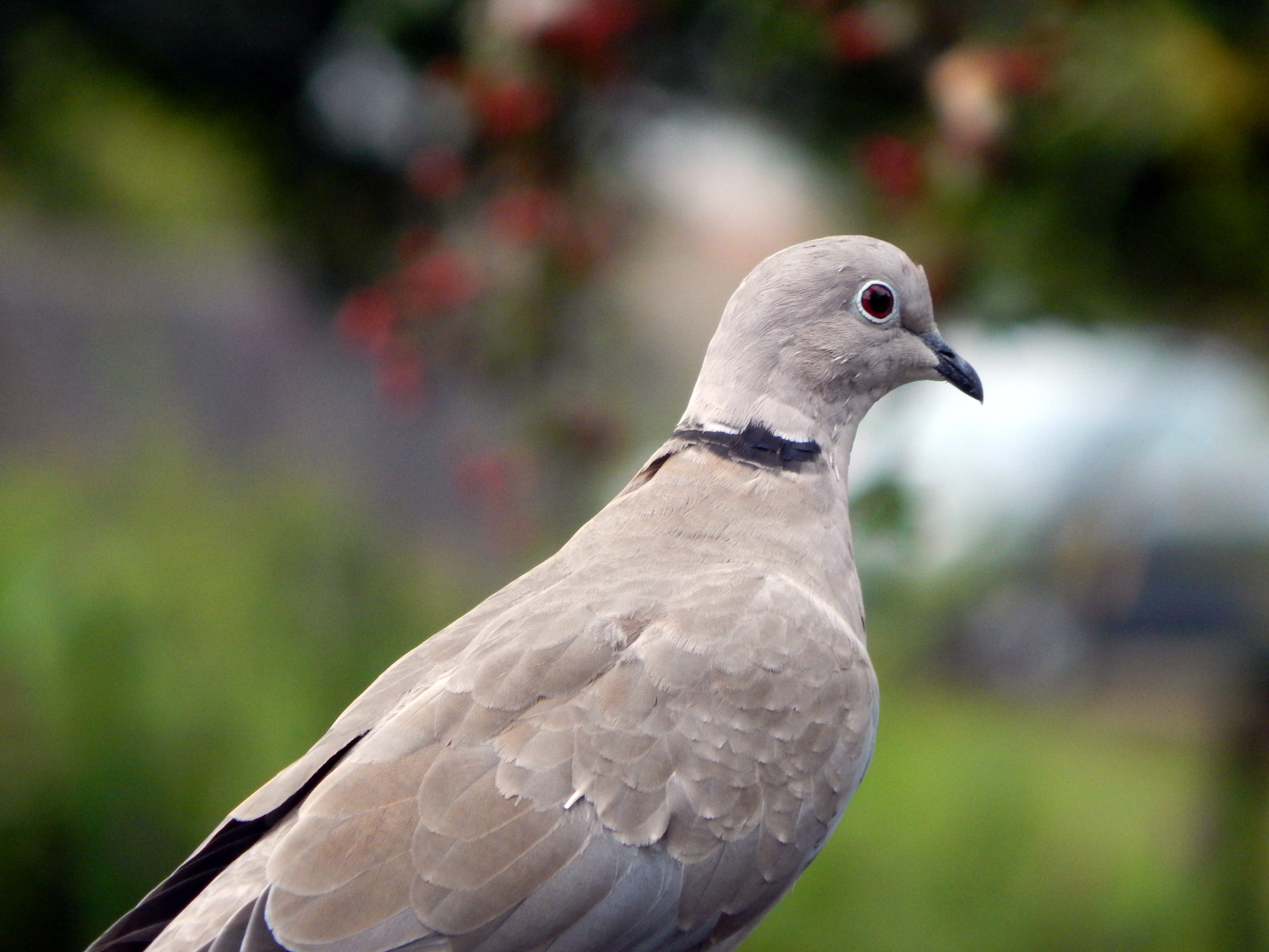 Dove