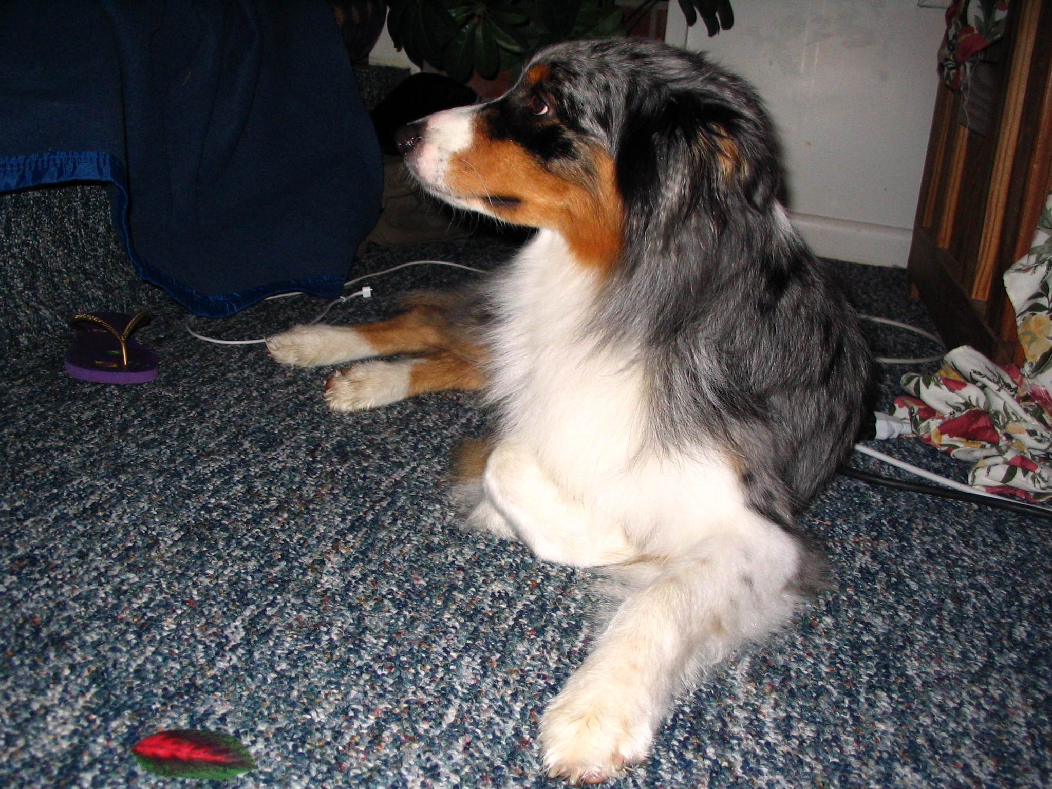 Australian Shepherd