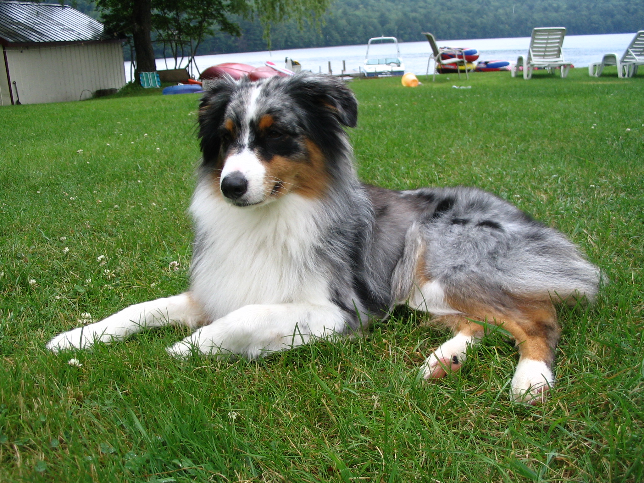 Australian Shepherd 4