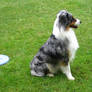 Australian Shepherd 5