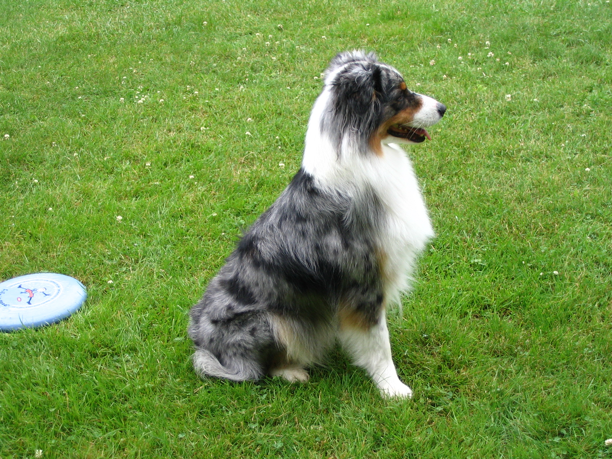 Australian Shepherd 5