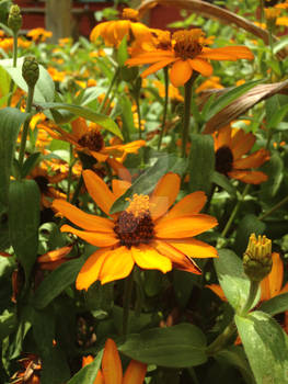 Yellow  Flowers