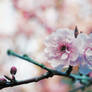 cherry blossoms 2