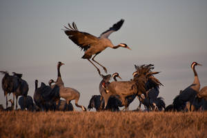 Crane dance