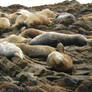 Seals at Shelter Cove, Ca.