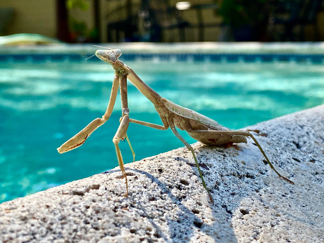 Praying Mantis by SpaceyGlitz22 on DeviantArt