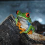 Red Eye Tree Frog 02