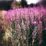 English Summer Meadow