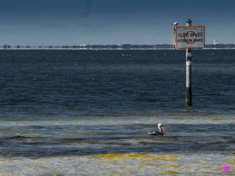 Minimum Wake - Bird Crossing