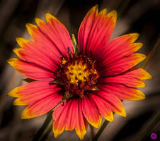 Wild Flower - Pink and Yellow