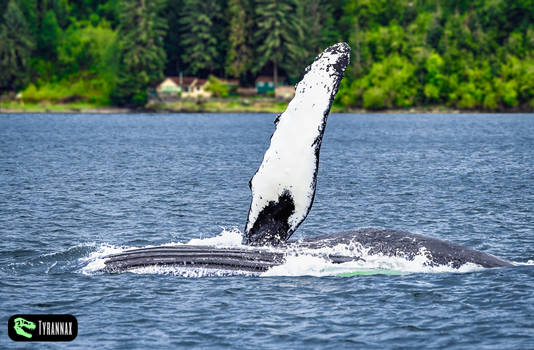 Humpback Says Hello